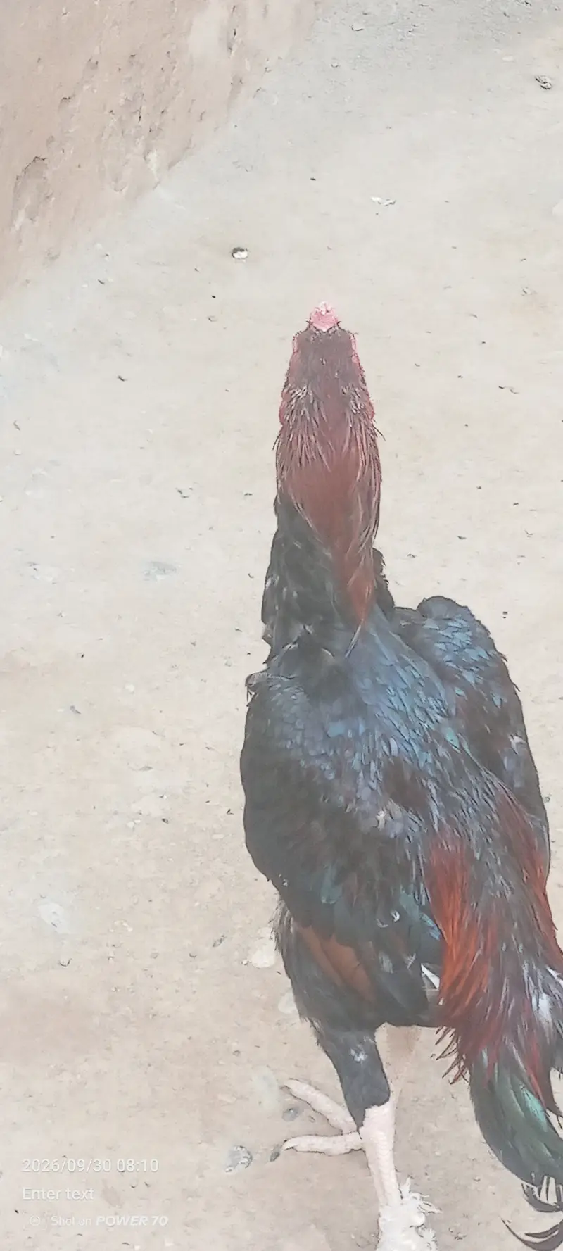 "میاں والی اصیل مرغی برائے فروخت" — photo 3