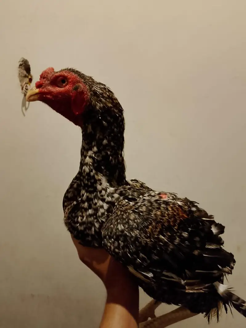 aseel tetra  breader for sale — photo 2