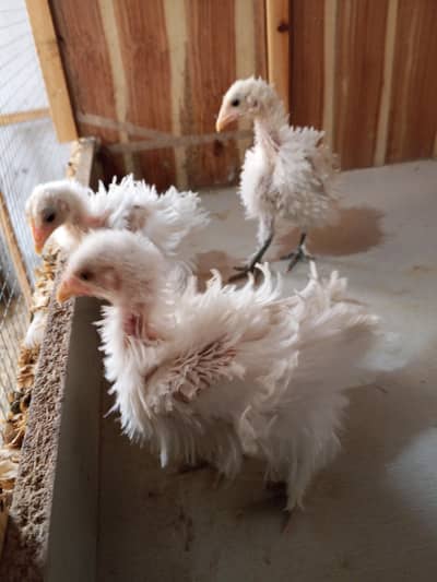 White Frizzle Bantam Trio set