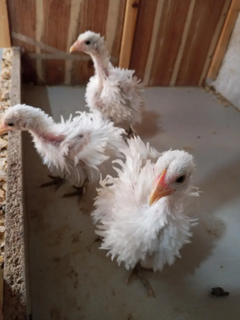 White Frizzle Bantam Trio set — photo 2