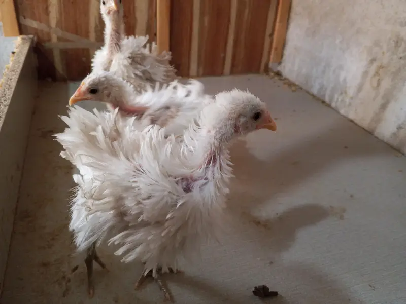 White Frizzle Bantam Trio set — photo 3