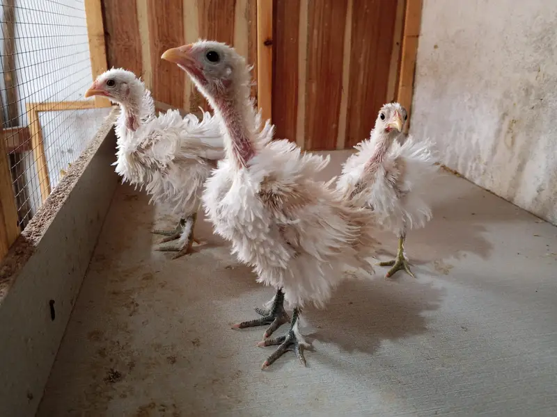 White Frizzle Bantam Trio set — photo 4
