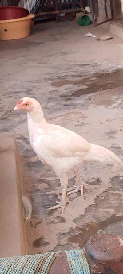 bhut hi sahat mand murga hai