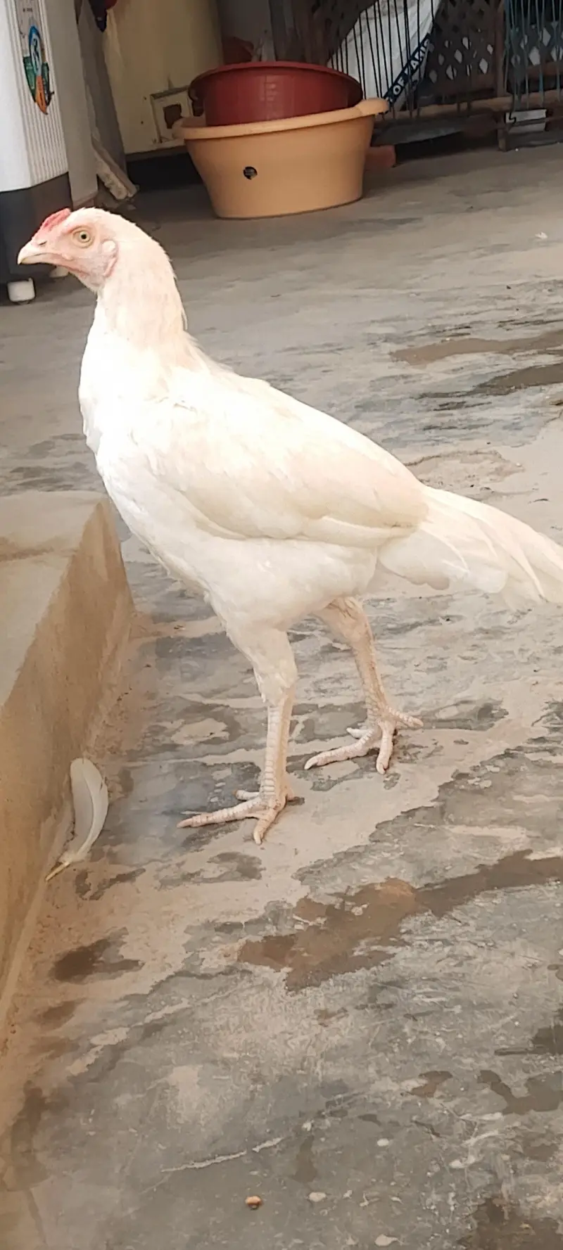 HEERA Aseel argent sale — photo 2