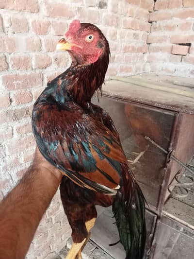 aseel patha