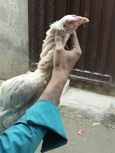 kurak abi khatam karahi hai helthi hai