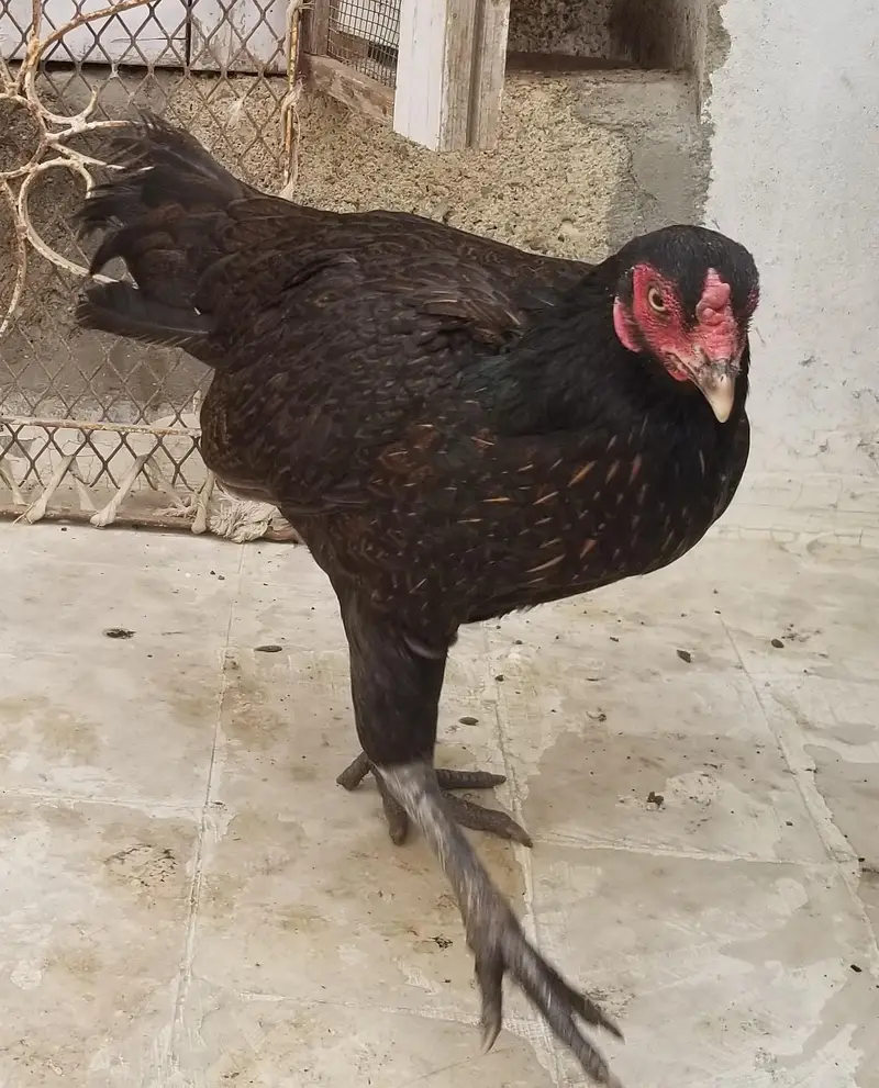 Active Aseel Pair — photo 3
