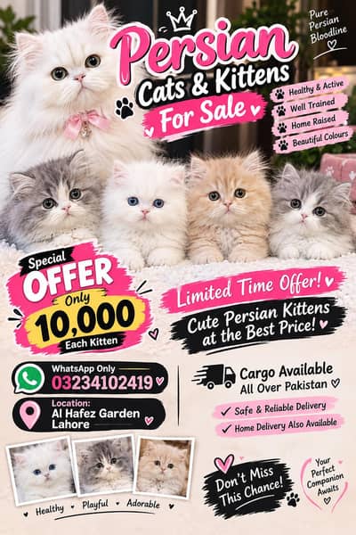 Persian kittens for sale triple coat