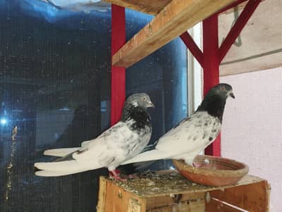 High quality pigeon