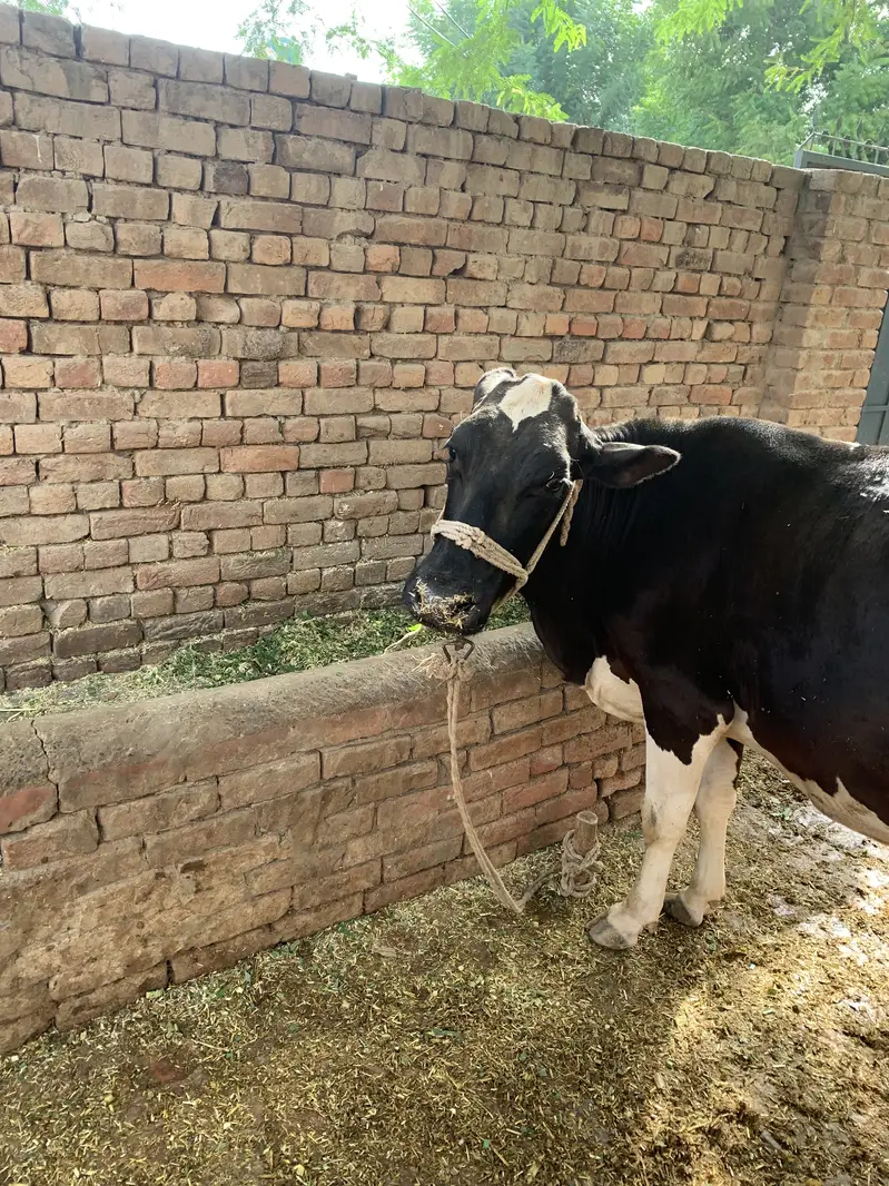 Friesian cow — photo 2