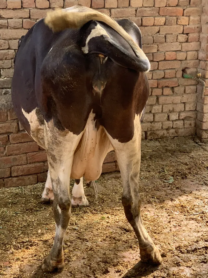 Friesian cow — photo 3
