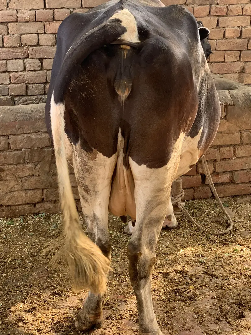Friesian cow — photo 4