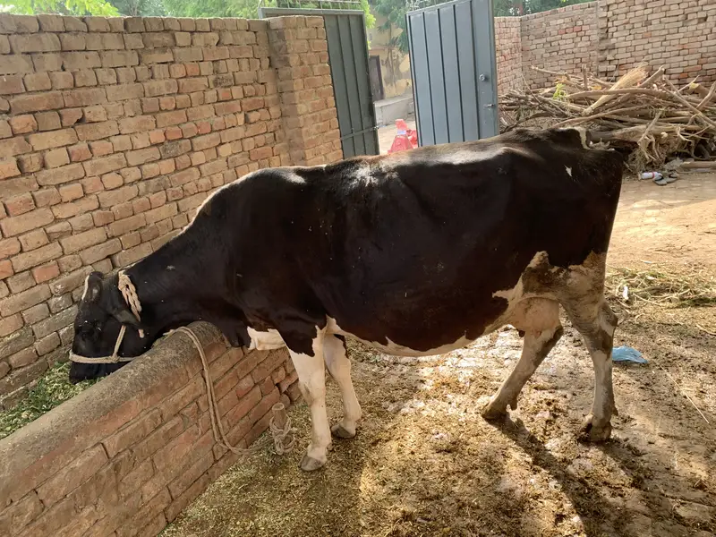 Friesian cow — photo 5