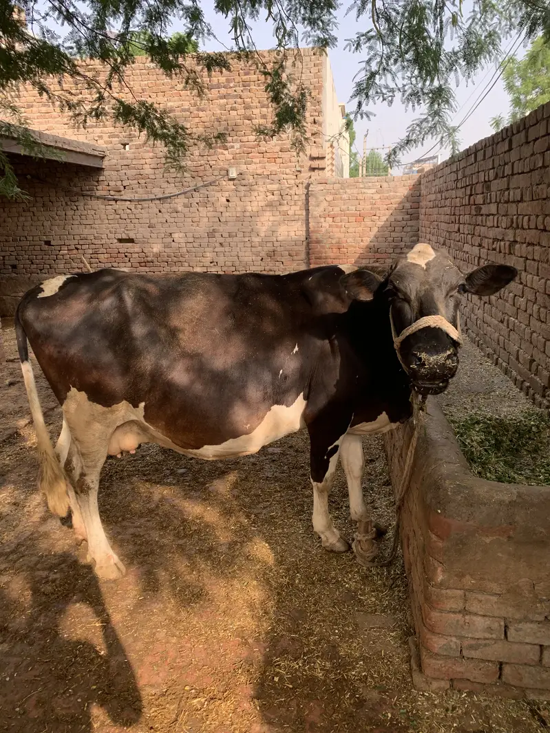 Friesian cow — photo 6