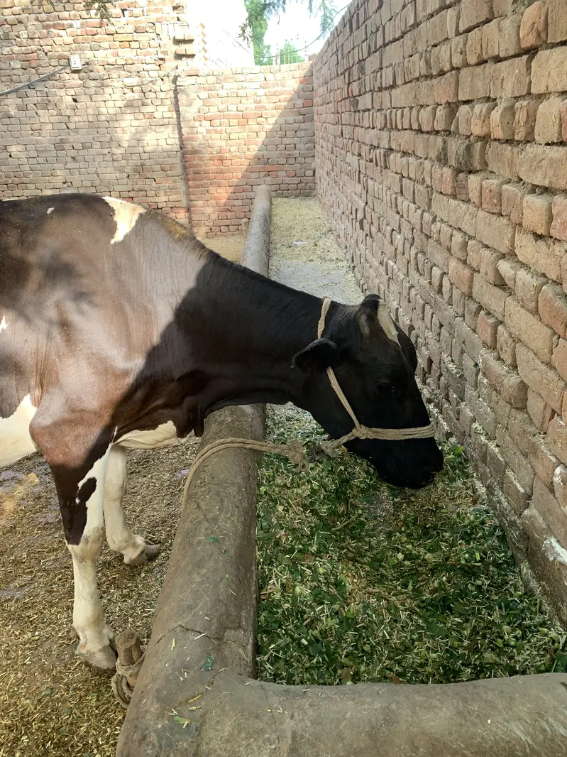 Friesian cow — photo 7