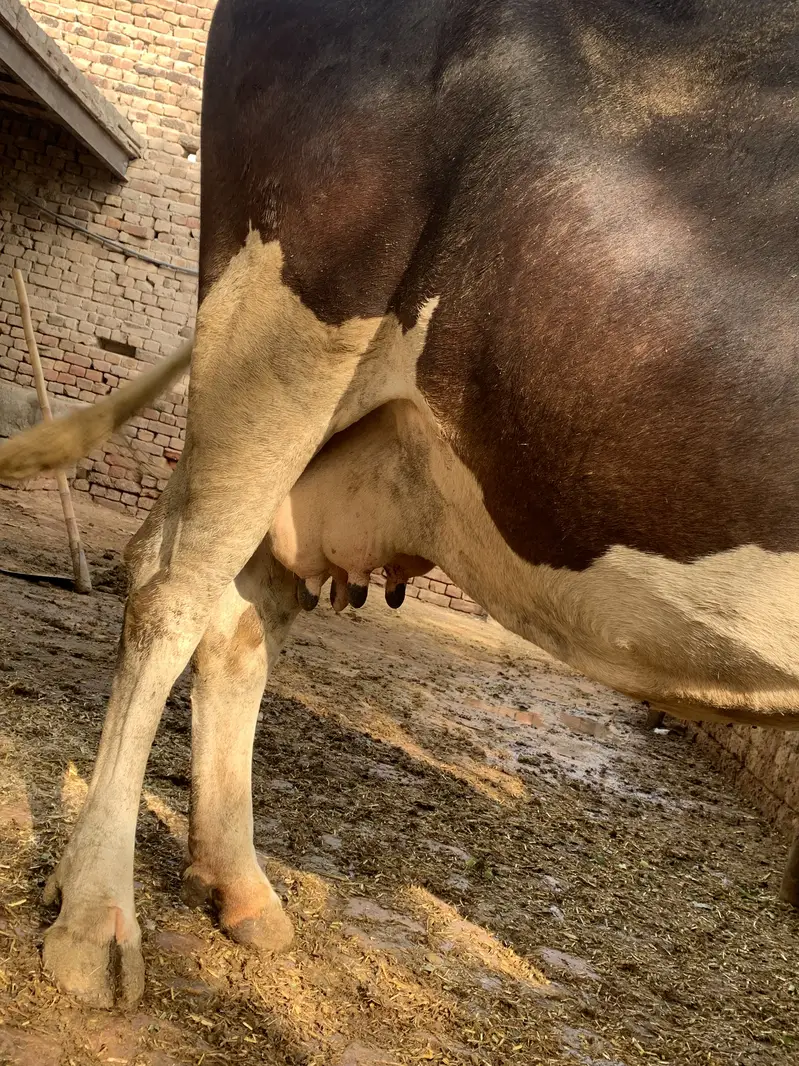 Friesian cow — photo 8