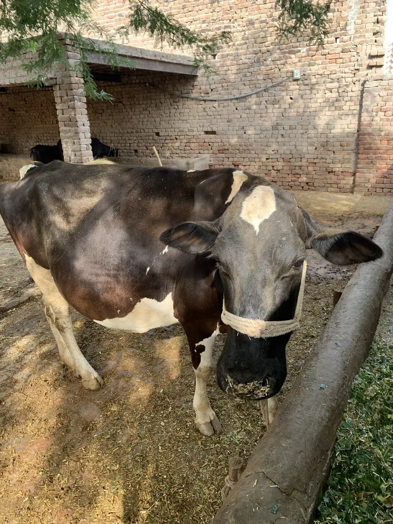 Friesian cow — photo 9