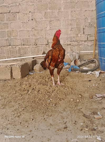 shajra lakha aseel