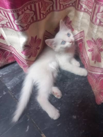 Persian Mother cat and 3 kittens[2 female and 1 male]
