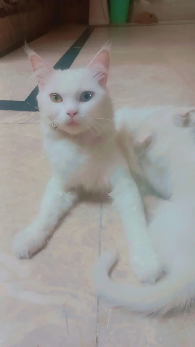 Persian Mother cat and 3 kittens[2 female and 1 male] — photo 2
