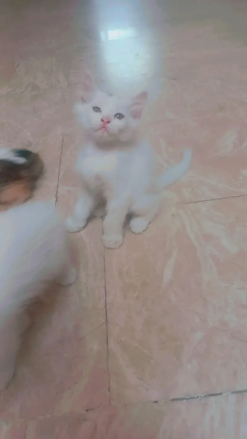 Persian Mother cat and 3 kittens[2 female and 1 male] — photo 3
