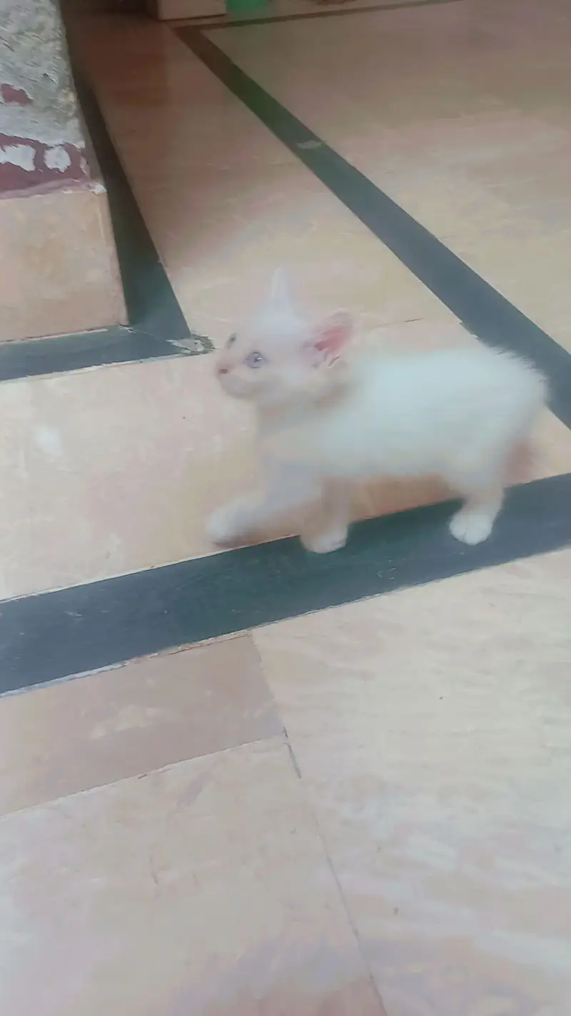 Persian Mother cat and 3 kittens[2 female and 1 male] — photo 4