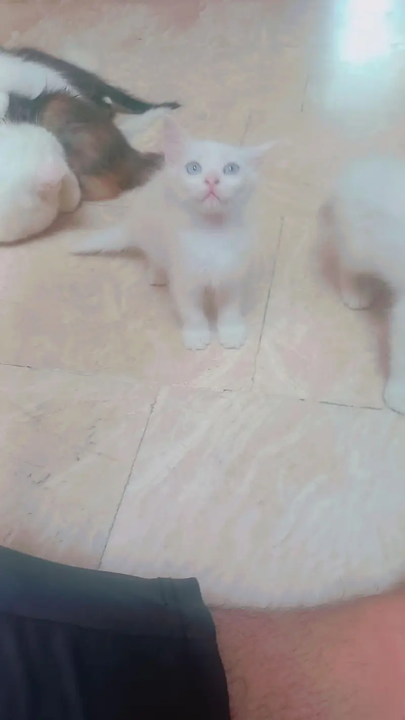 Persian Mother cat and 3 kittens[2 female and 1 male] — photo 5