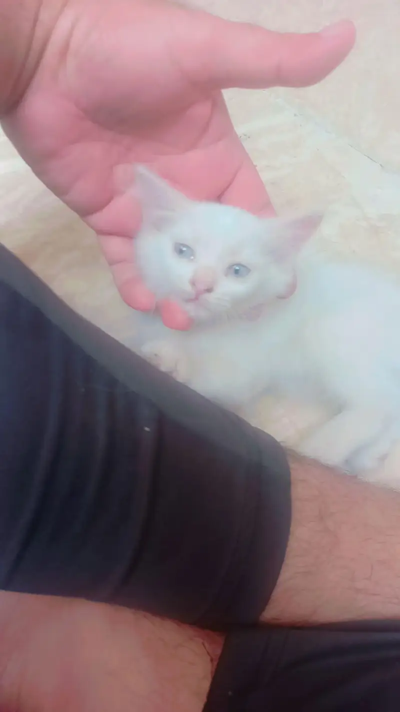 Persian Mother cat and 3 kittens[2 female and 1 male] — photo 6