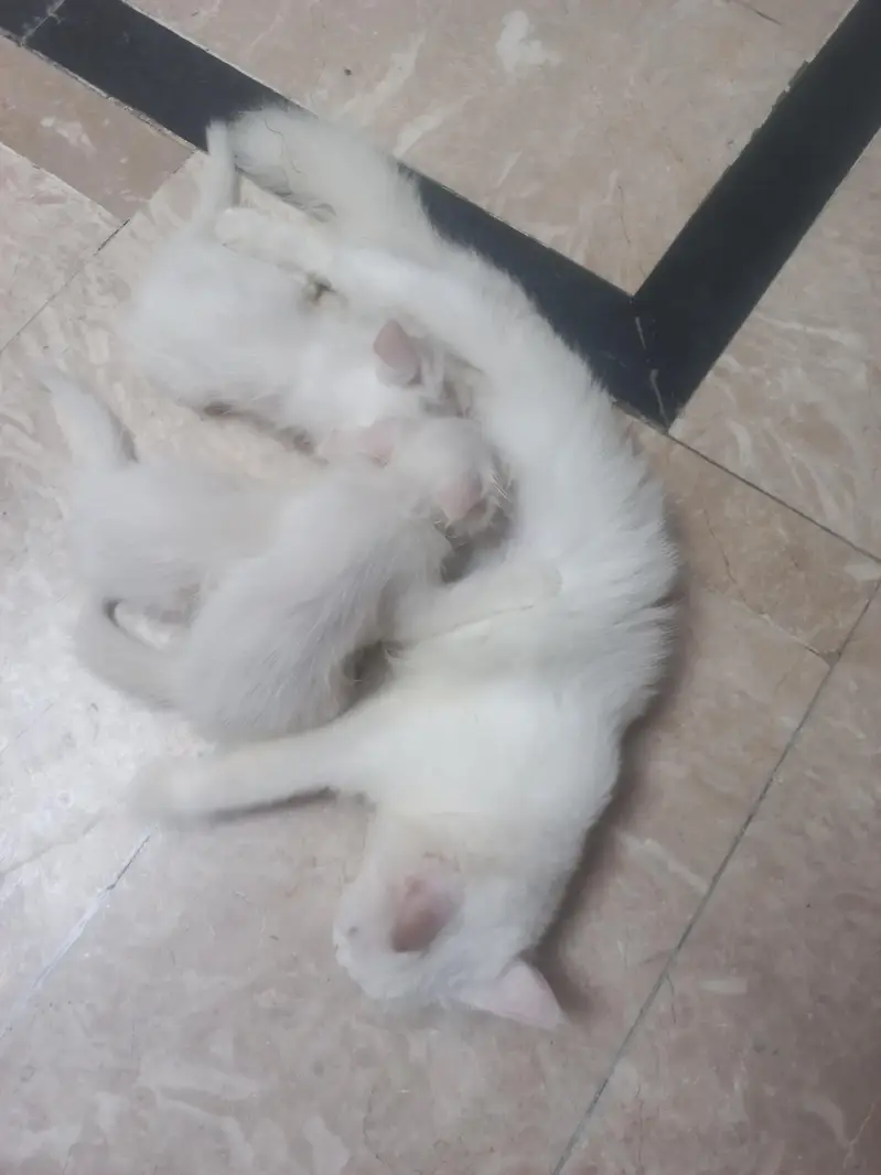 Persian Mother cat and 3 kittens[2 female and 1 male] — photo 7