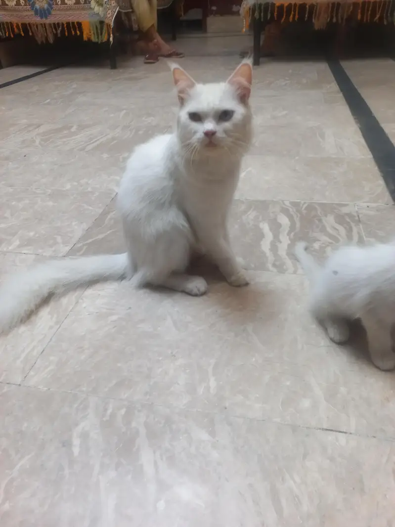 Persian Mother cat and 3 kittens[2 female and 1 male] — photo 8