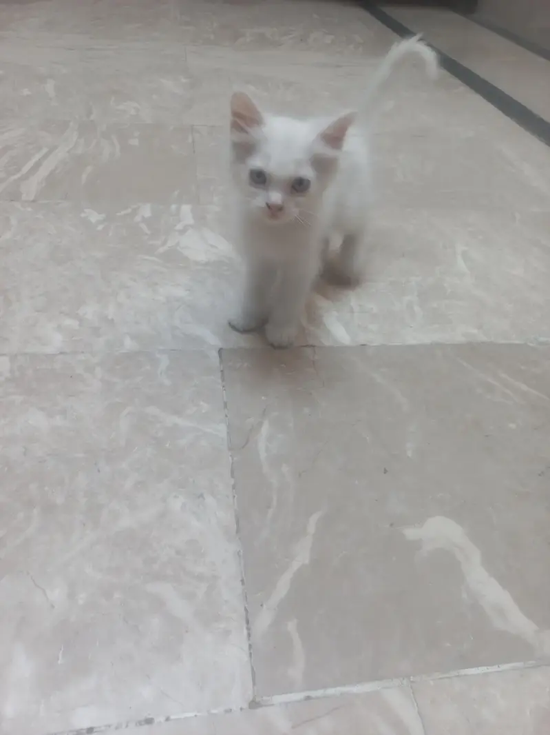 Persian Mother cat and 3 kittens[2 female and 1 male] — photo 9