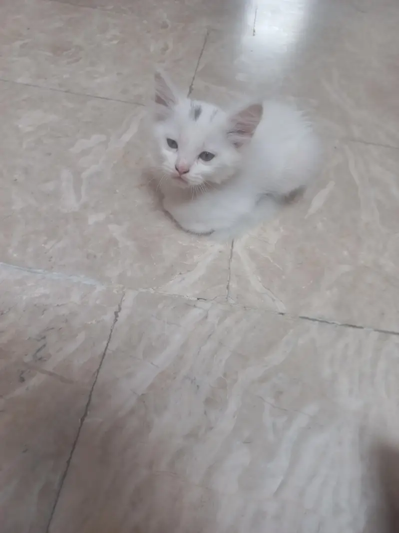 Persian Mother cat and 3 kittens[2 female and 1 male] — photo 10