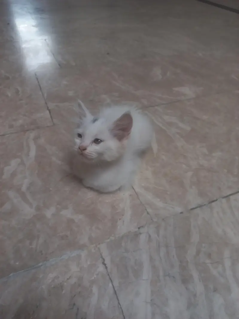 Persian Mother cat and 3 kittens[2 female and 1 male] — photo 11