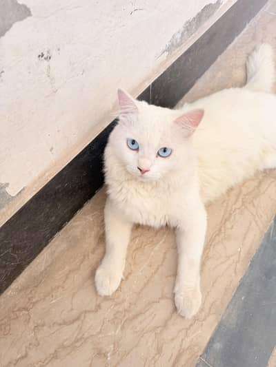 home pet