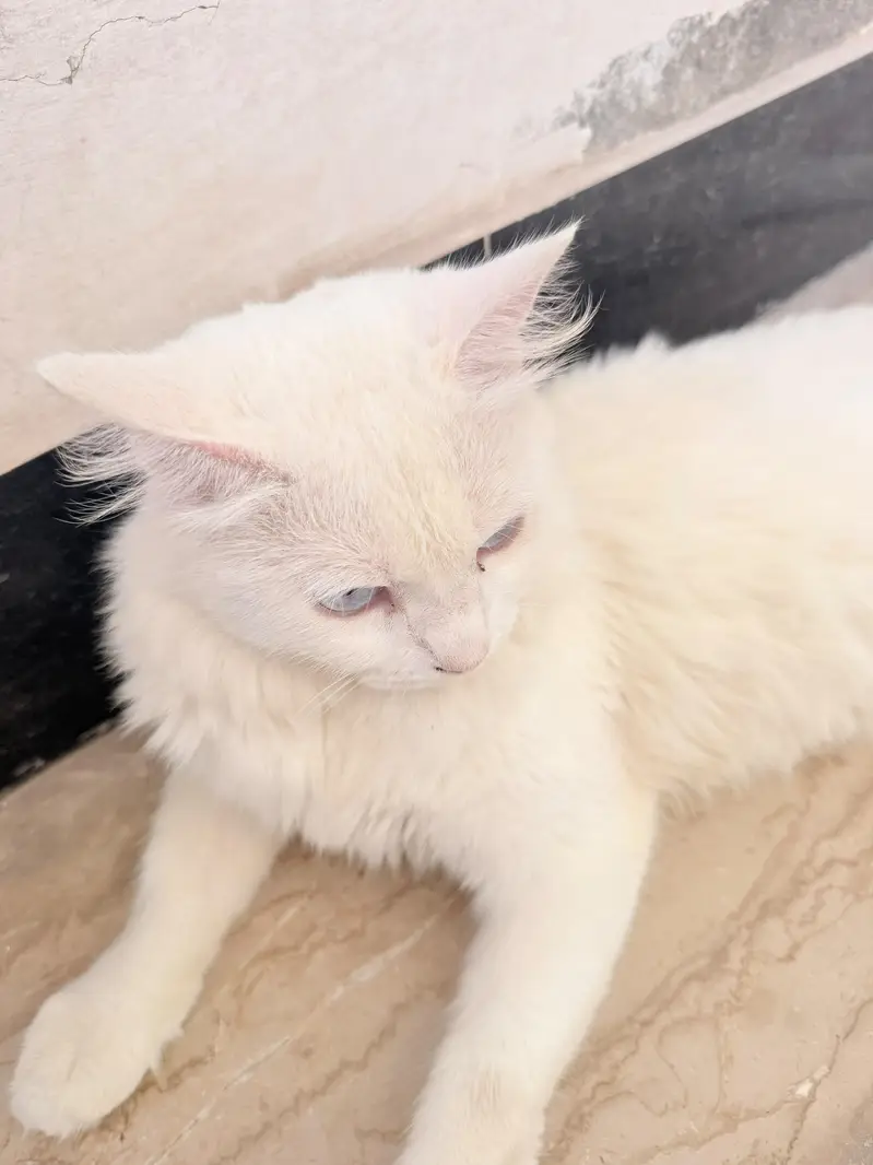 home pet — photo 3