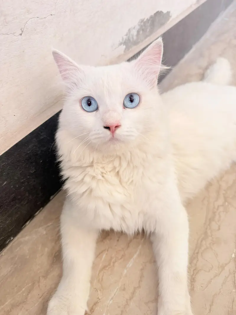 home pet — photo 4