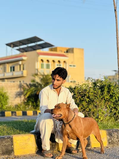 Pure Breed Female Pitbull Available for Sale - Active & Healthy