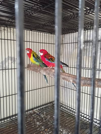 Rosella Breeder Pairs