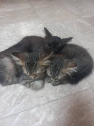 siamese breeder and 3 kittens