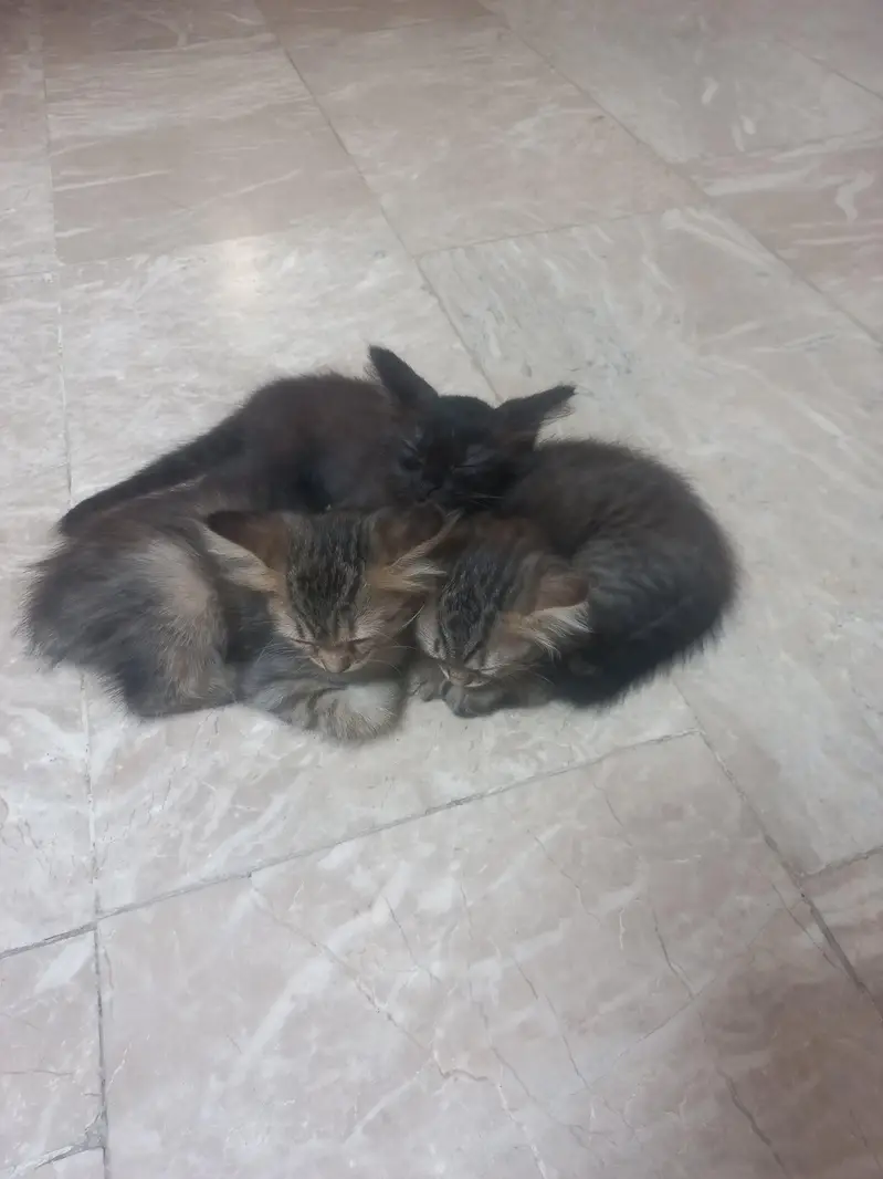 siamese breeder and 3 kittens — photo 2
