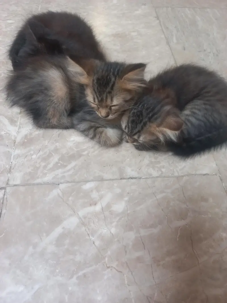 siamese breeder and 3 kittens — photo 3