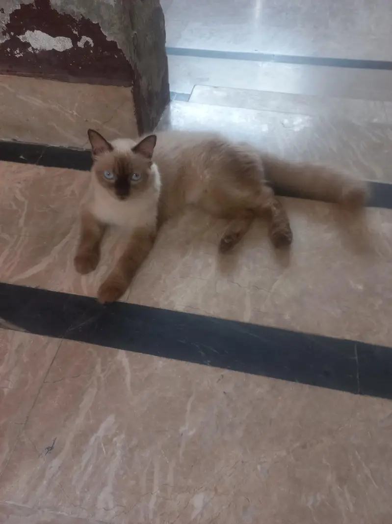 siamese breeder and 3 kittens — photo 4