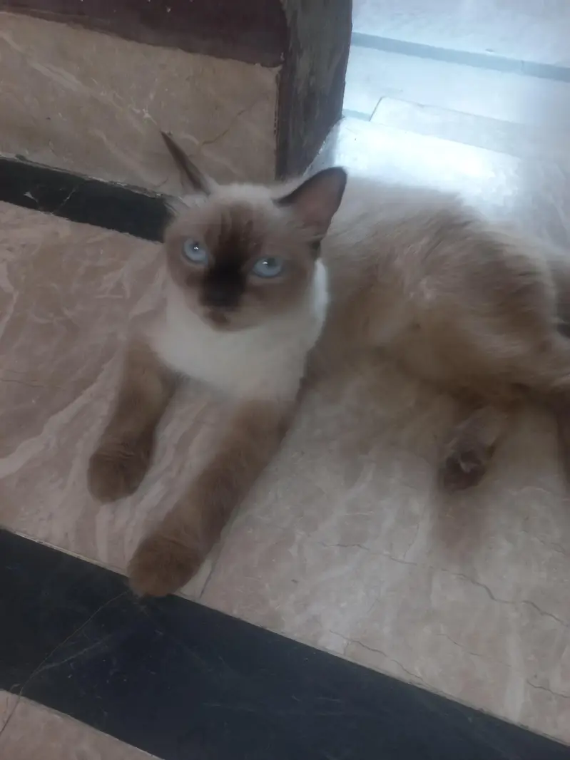 siamese breeder and 3 kittens — photo 5