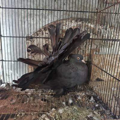 American fantail female