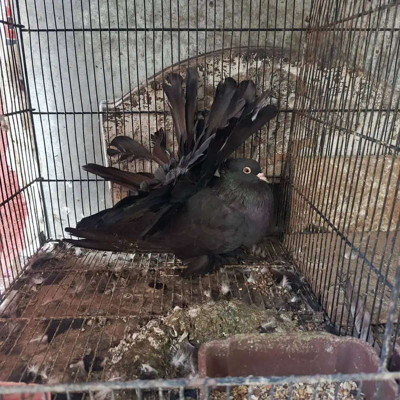 American fantail female — photo 3