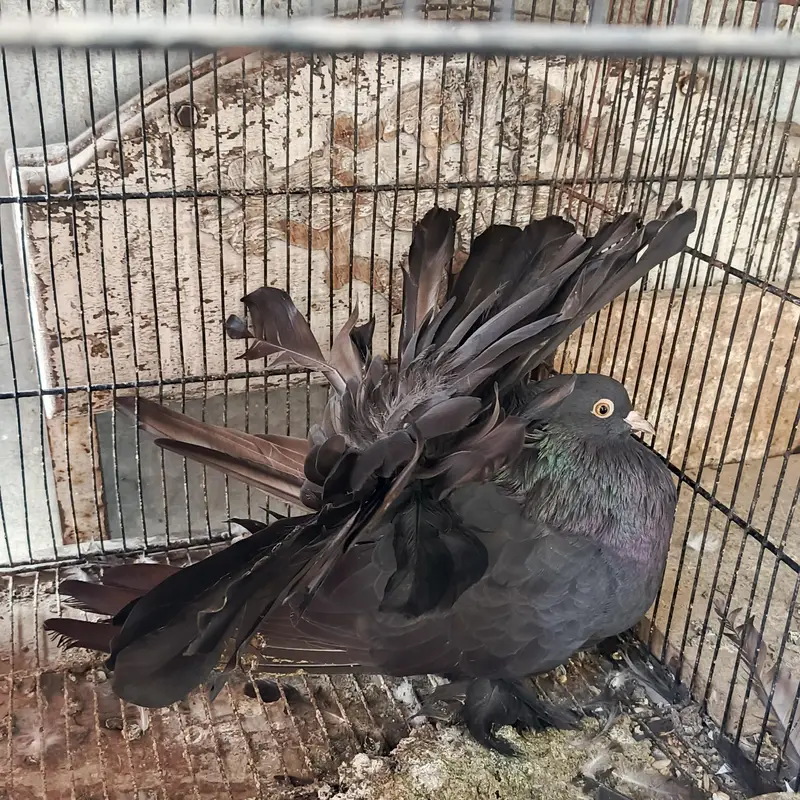 American fantail female — photo 4