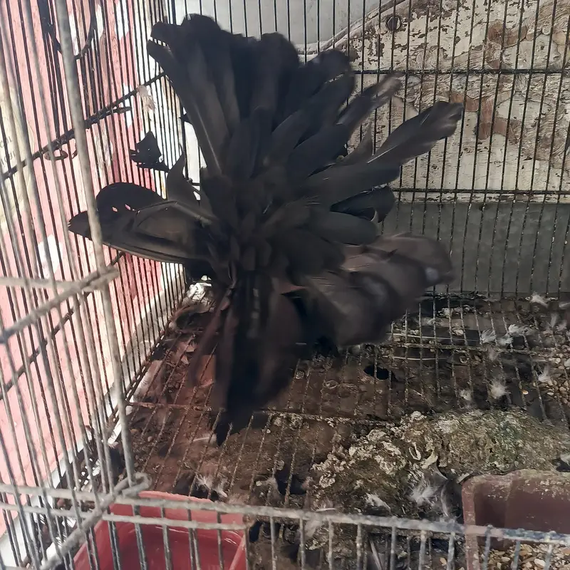 American fantail female — photo 5