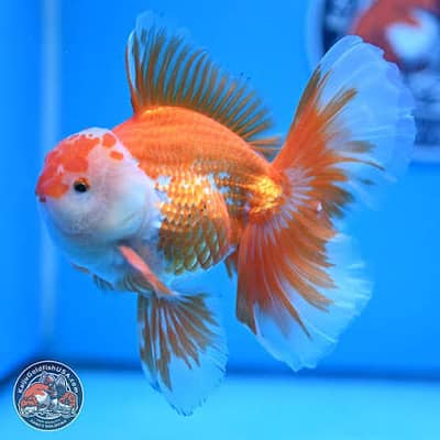 good quality imported goldfish in large size . . . . . . . .