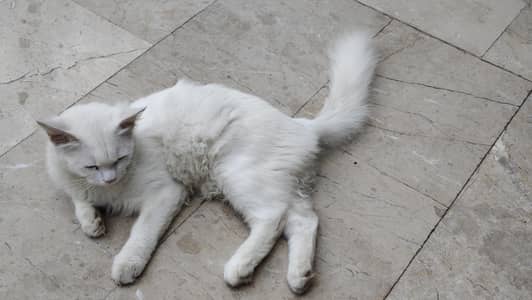 Male Cat for Sale