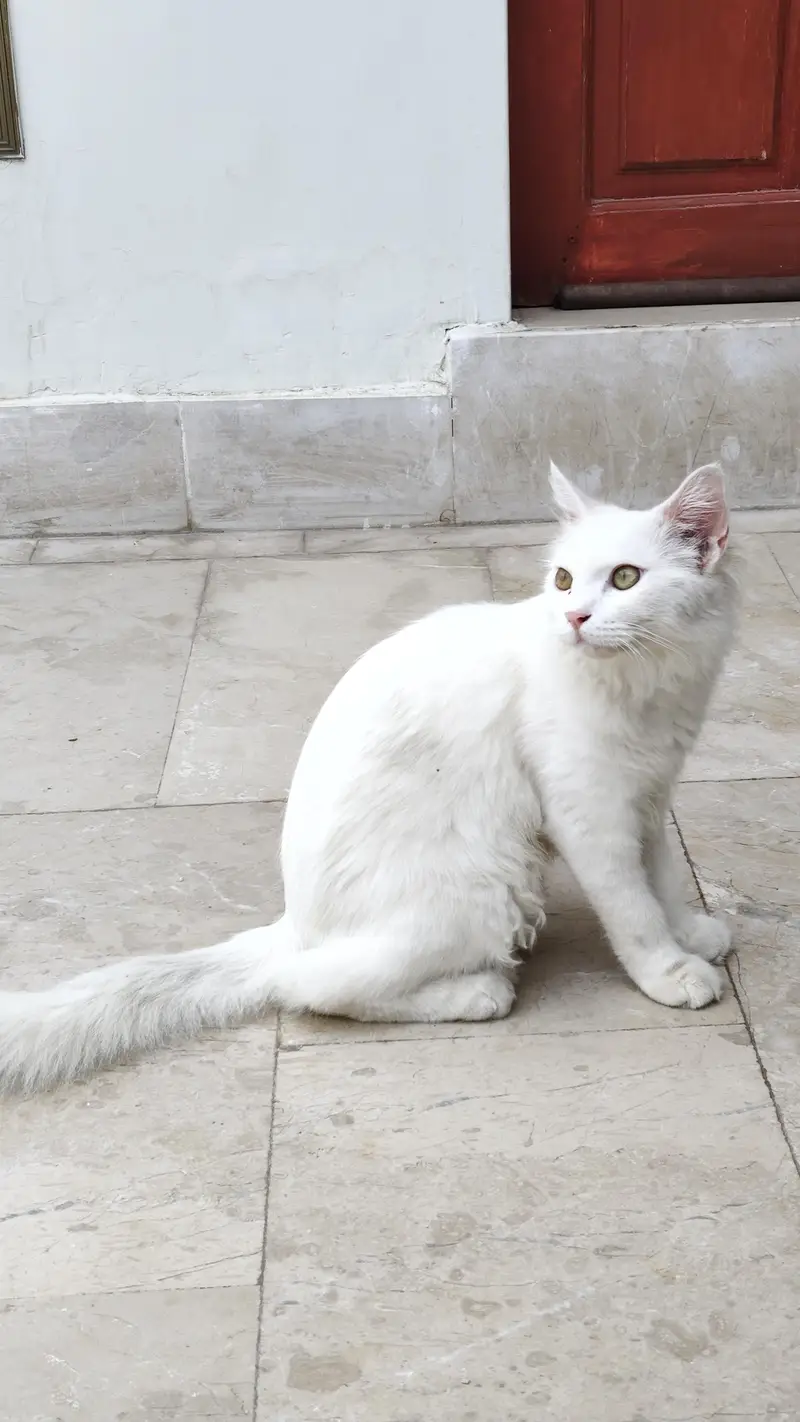 Male Cat for Sale — photo 2